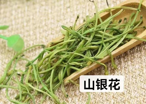 姐妹花金银花与山银花